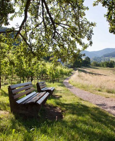 Sitzbank unter einem Baum. Im Hintergrund sind Reben und der Rinzbergweg zu sehen, die Sonne scheint und der Himmel ist blau.